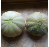 Melon Brodé Jenny Lind