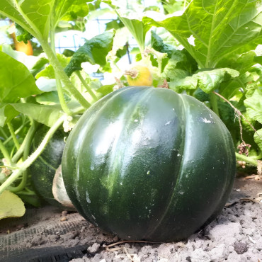 Melon Belge de Pajottenland