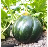 Melon Belge de Pajottenland