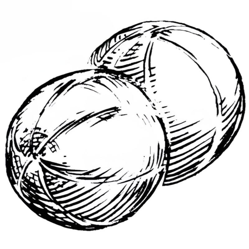 Melon vert olive d'hiver d'Espagne