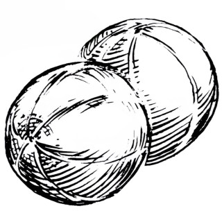 Melon vert olive d'hiver d'Espagne