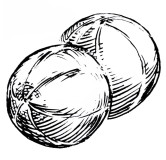 Melon vert olive d'hiver d'Espagne