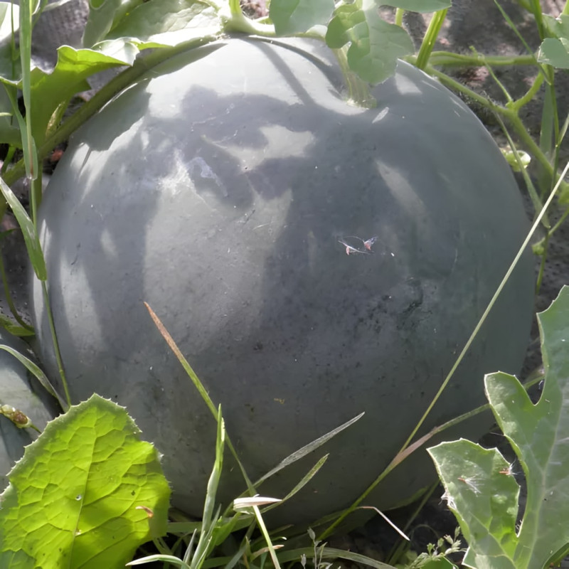 Pastèque Sugar Baby