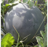 Pastèque Sugar Baby