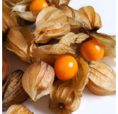 Physalis Cerise de terre