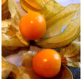 Physalis Alkekenge jaune