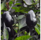 Piment Purple