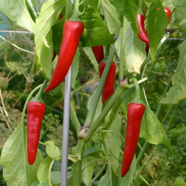 Piment jaune de Cayenne