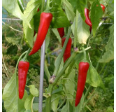 Piment jaune de Cayenne