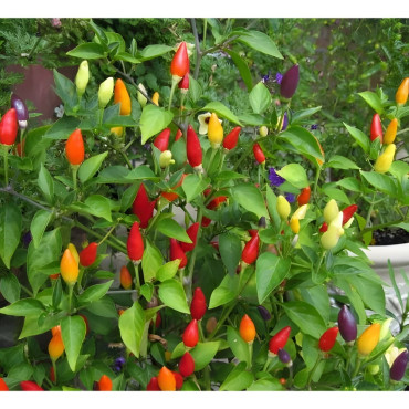 Piment Numex Twilight