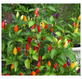 Piment Numex Twilight