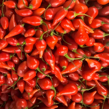 Piment Biquinho rouge