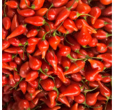 Piment Biquinho rouge