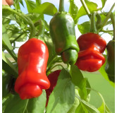Piment Penis