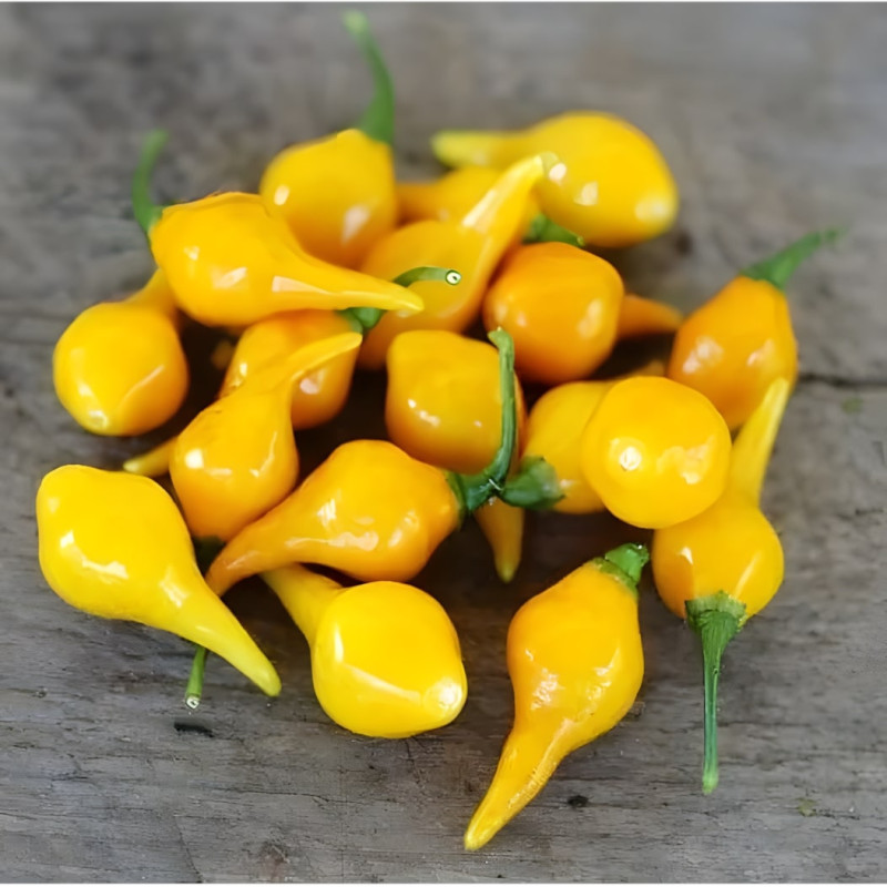 Piment Biquinho Jaune