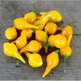 Piment Biquinho Jaune