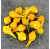 Piment Biquinho Jaune