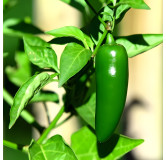 Piment Jalapeño