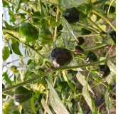 Piment Golden Nugget