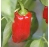 Poivron Rosso