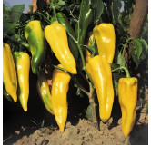 Poivron Corno di Toro jaune