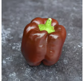 Poivron Chocolat (Sweet Chocolate)