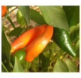 Poivron Tequila Sunrise