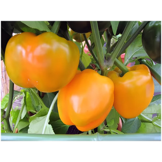 Poivron California Wonder orange