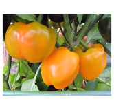 Poivron California Wonder orange