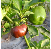 Poivron Mini Bell Chocolat