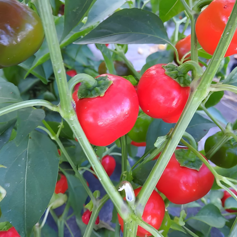 Poivron Mini Bell rouge