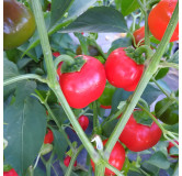 Poivron Mini Bell rouge