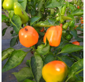 Poivron Mini Bell Jaune