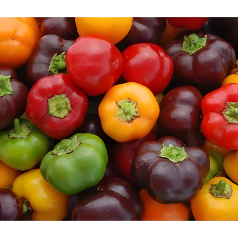 Poivron Mini Bell Mix