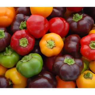 Poivron Mini Bell Mix