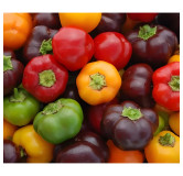 Poivron Mini Bell Mix