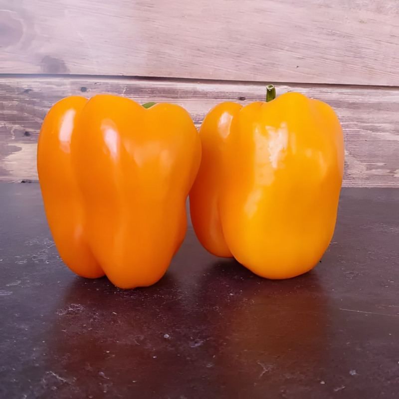 Poivron orange Ariane