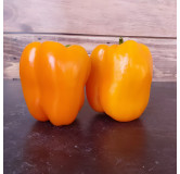 Poivron orange Ariane