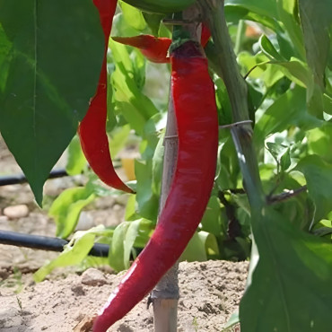 Poivron Long des Landes