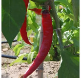 Poivron Long des Landes