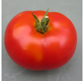 Tomate Potager de Vilvorde