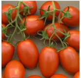 Tomate de Bérao