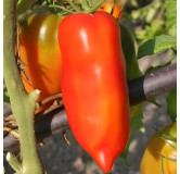 Tomate Cornue des Andes