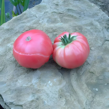 Tomate Géante d'Orembourg