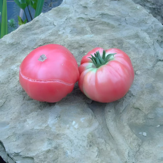Tomate Géante d'Orembourg