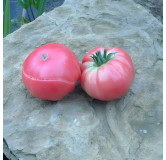 Tomate Géante d'Orembourg