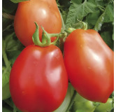 Tomate Roma