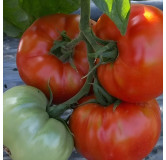 Tomate Saint Pierre