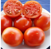 Tomate Burbank