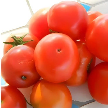 Tomate Joyau d'Idaho